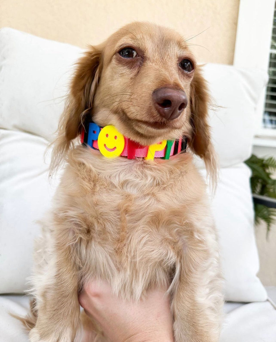 CUSTOMIZABLE DOG COLLAR